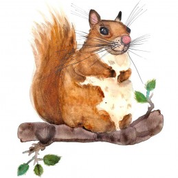 Bild EICHHÖRNCHEN KATHI,...