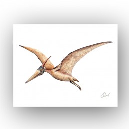 Bild Dino PTERODAKTYL,...