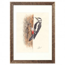 Bild Vogel SPECHT