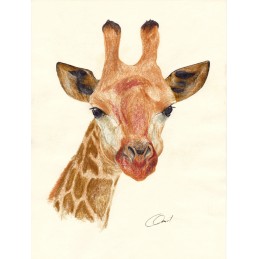 Bild Dschungel GIRAFFE