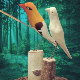STELL EINEN VOGEL AN